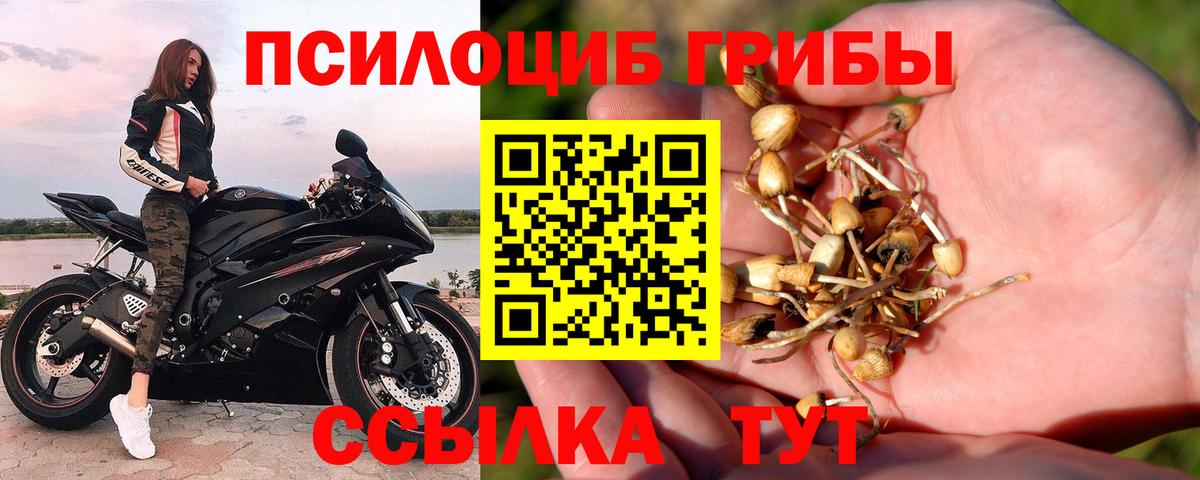 Псилоцибиновые грибы Psilocybe  Вход с VPN  Крымск 